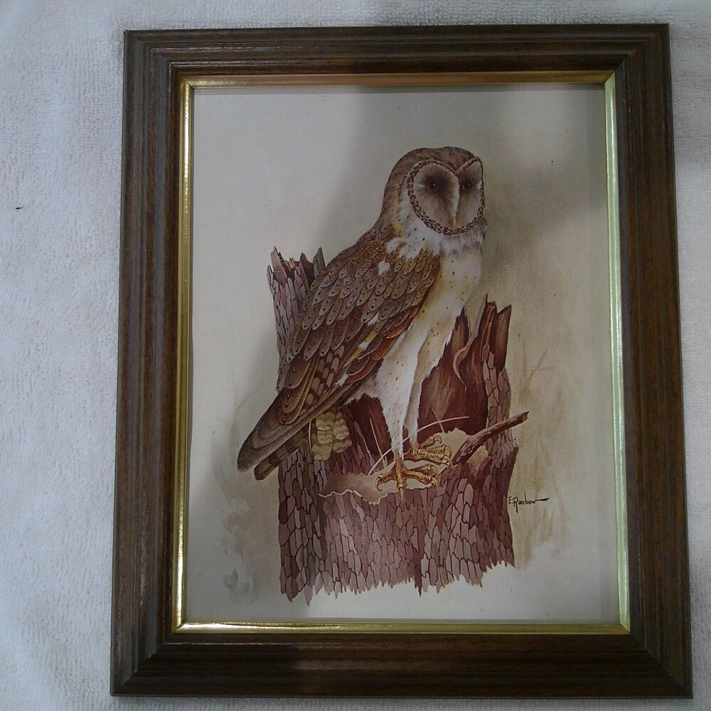 Framed Owl Picture 11 X 13